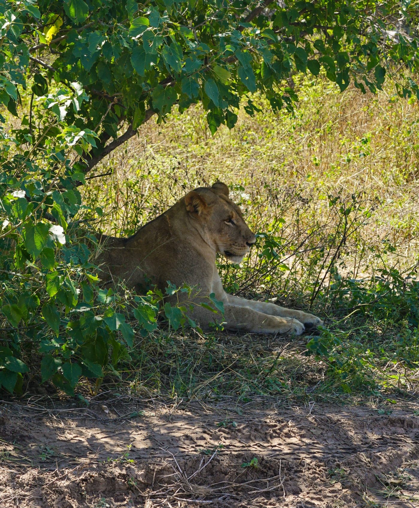 A lioness resting in the shade of green bush in Chobe National Park