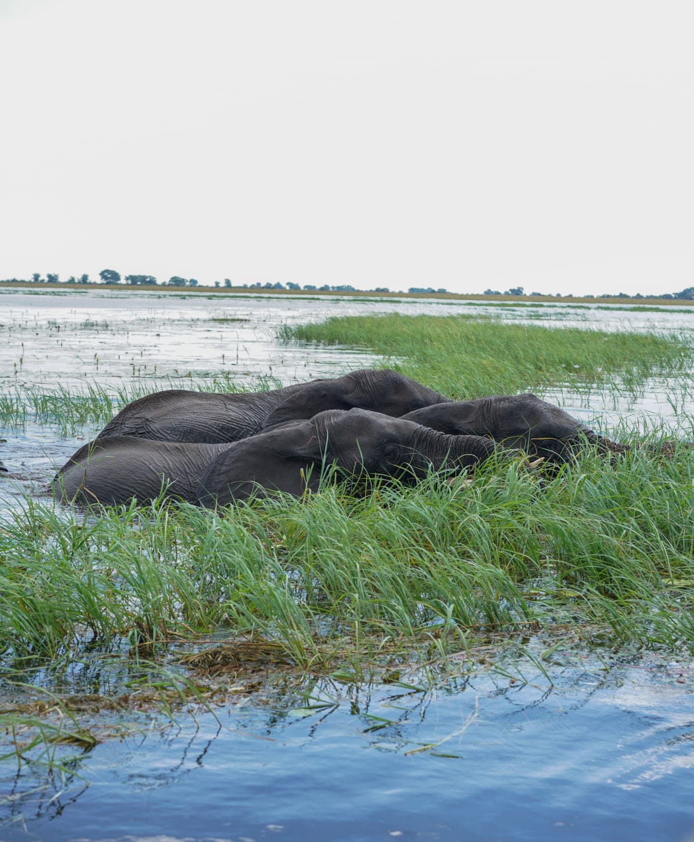 A group of elephants bathing in the flooded grass of the Chobe