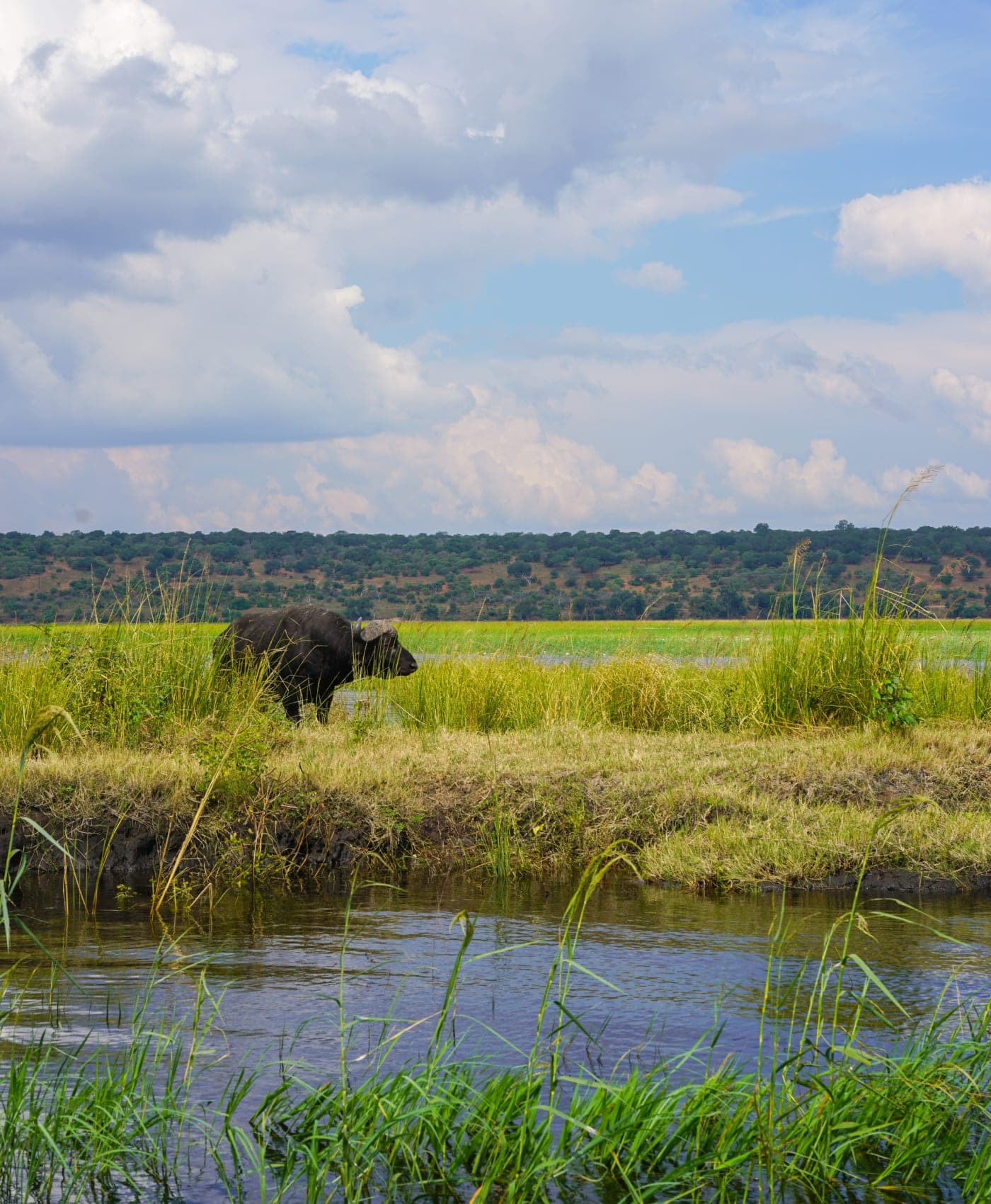 An elephant grazing at the edge of the Chobe floodplain under building clouds