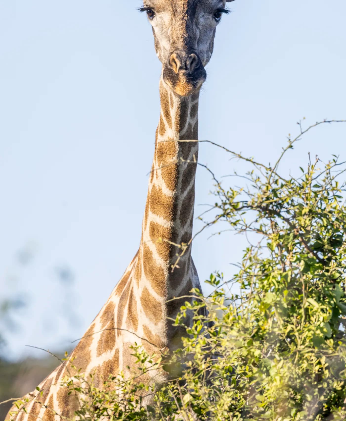 A giraffe raising its head above an acacia against a pale Botswana sky