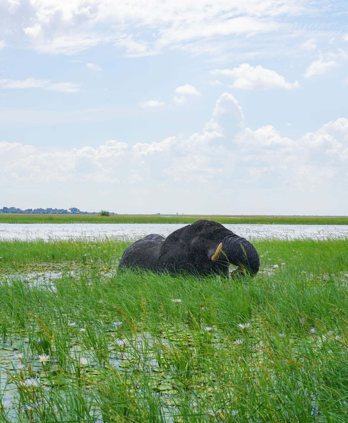 An elephant resting in the flooded grass of the Chobe plain under a wide cloudy sky