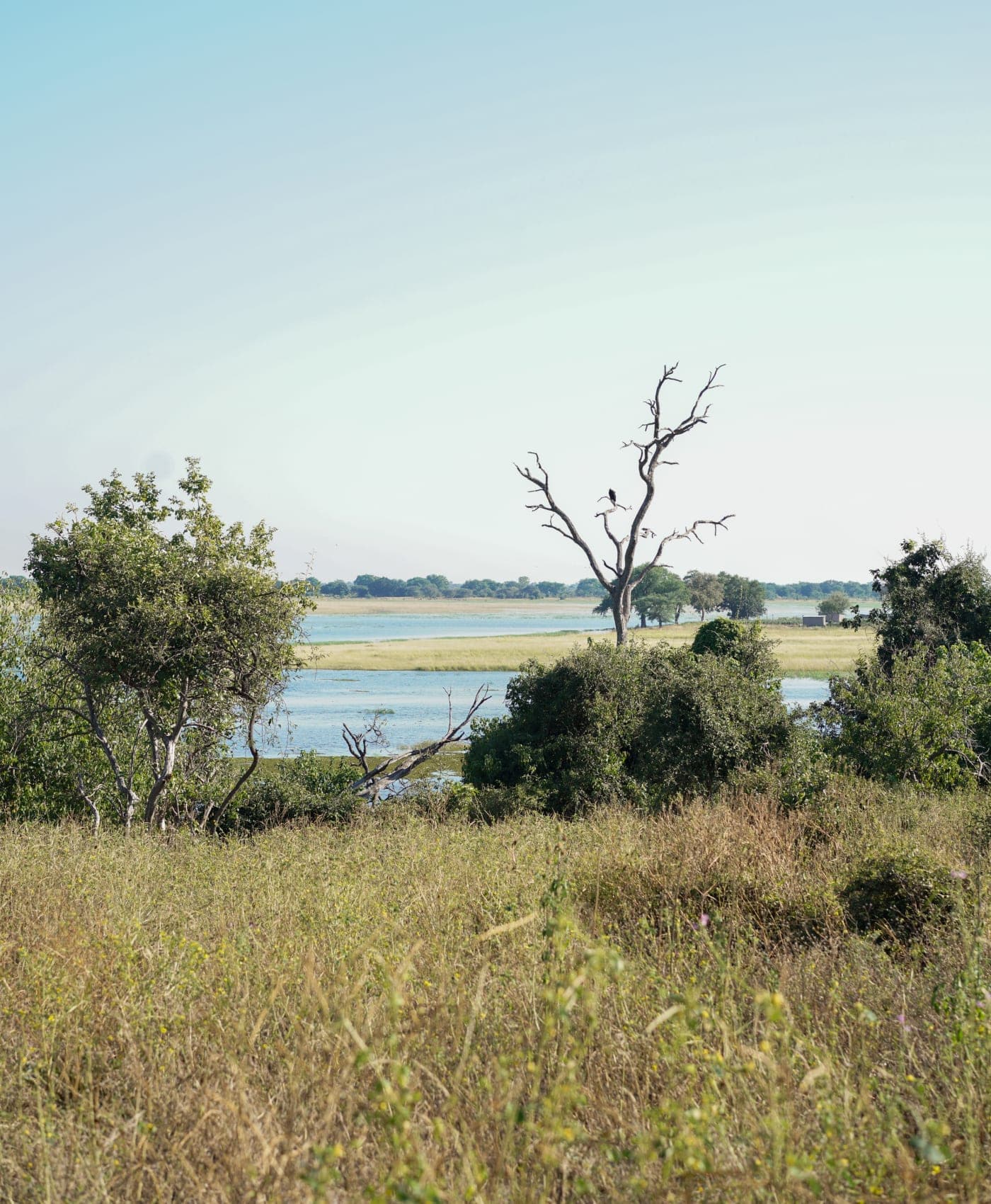The Chobe floodplain seen from camp, a bare tree and a bird above the water