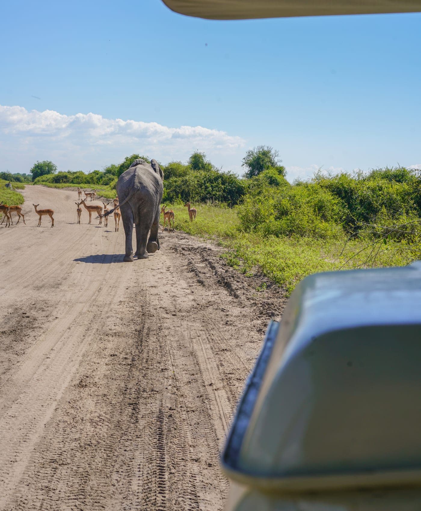 An elephant walking down a sand track past a herd of impala, seen from a game vehicle in Chobe