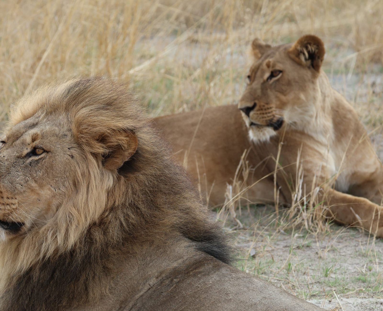 Lions in the Okavango