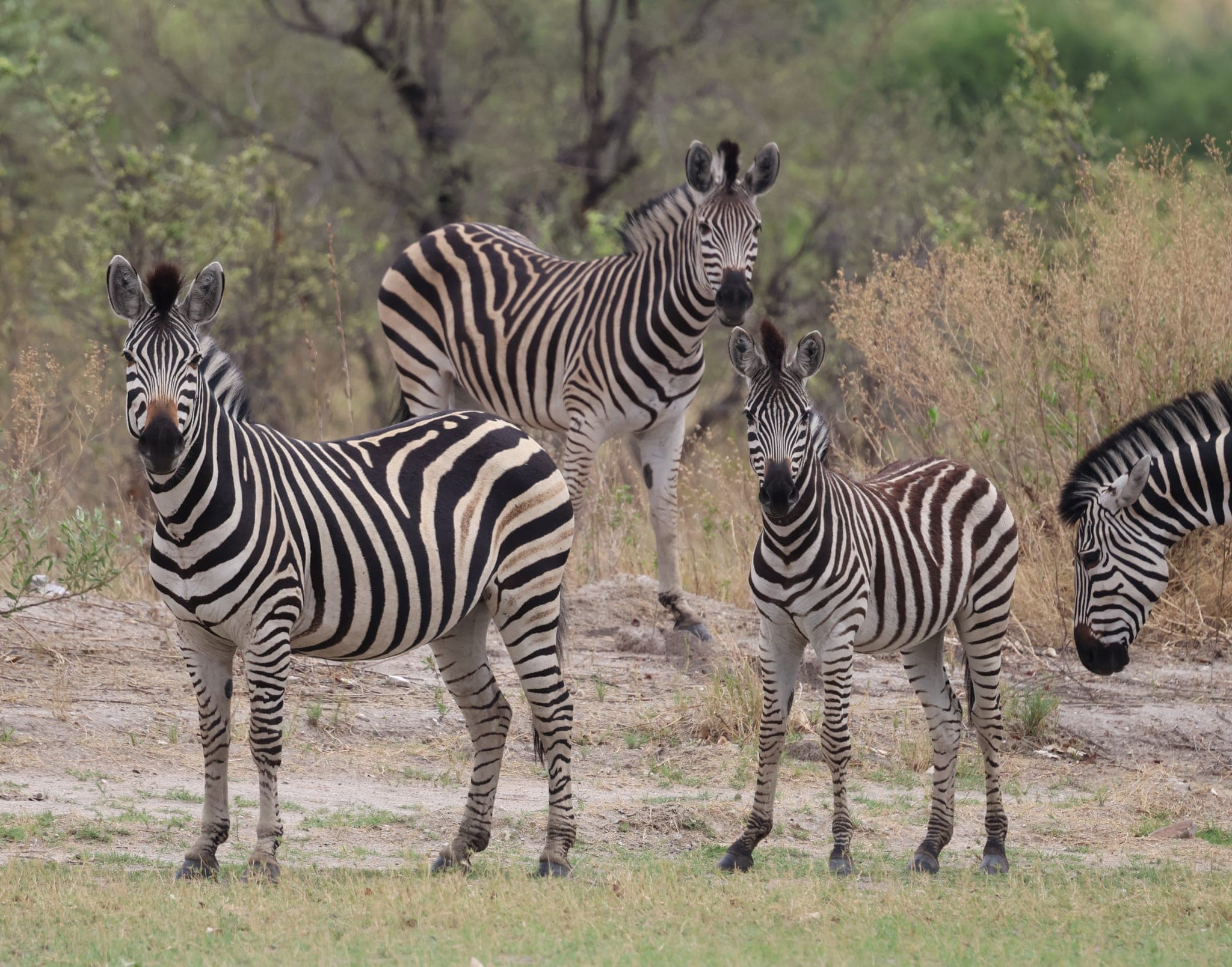 A zebra herd on the plains